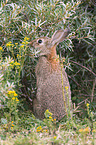 Wildkaninchen