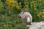 Wildkaninchen