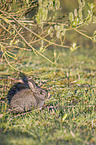 Wildkaninchen