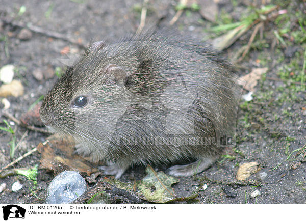 Wildmeerschweinchen / wild guinea pig / BM-01265
