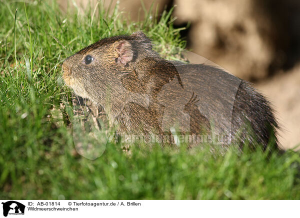 Wildmeerschweinchen / AB-01814