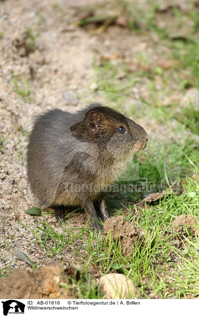 Wildmeerschweinchen / AB-01816