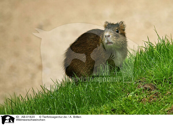 Wildmeerschweinchen / Wild Guinea Pig / AB-01820