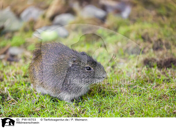 Wildmeerschwein / wild guinea pig / PW-16703