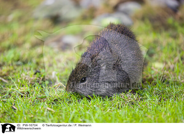 Wildmeerschwein / wild guinea pig / PW-16704