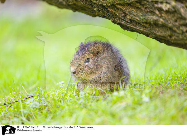 Wildmeerschwein / wild guinea pig / PW-16707