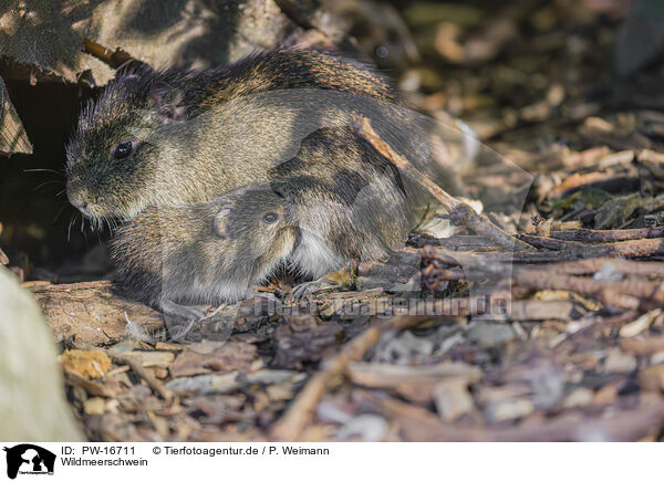 Wildmeerschwein / wild guinea pig / PW-16711