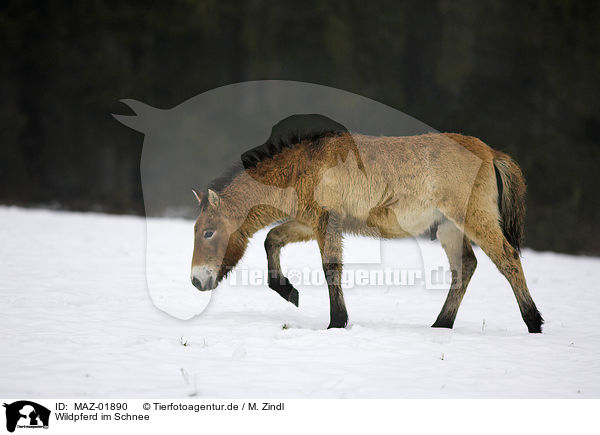 Wildpferd im Schnee / MAZ-01890