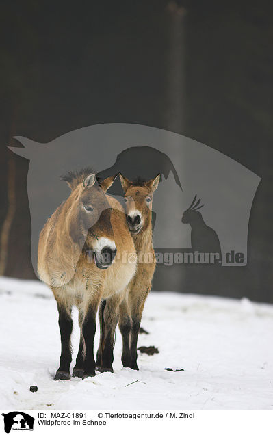 Wildpferde im Schnee / MAZ-01891