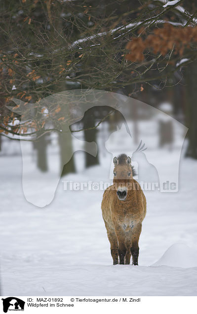 Wildpferd im Schnee / MAZ-01892