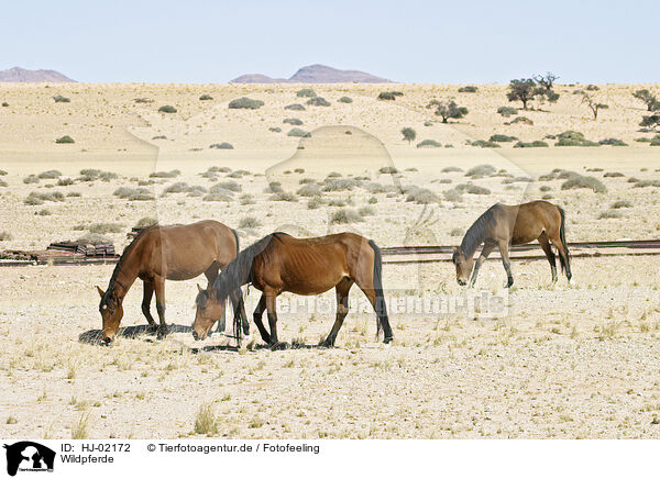 Wildpferde / Wild horses / HJ-02172