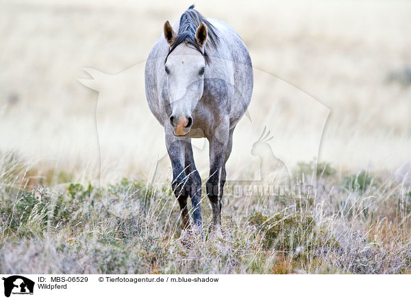 Wildpferd / MBS-06529