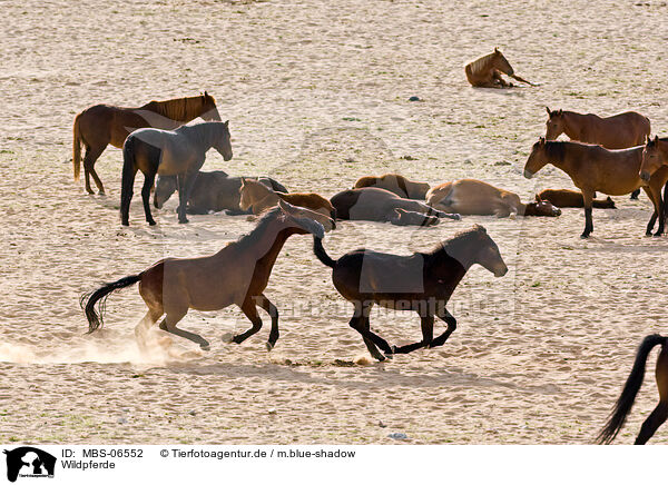 Wildpferde / MBS-06552