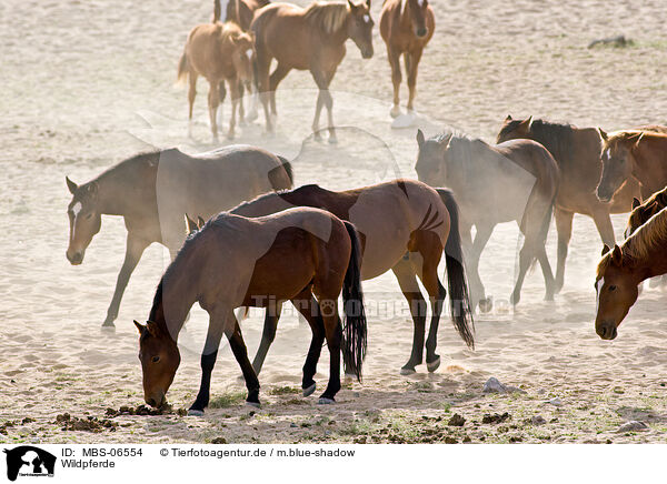 Wildpferde / MBS-06554