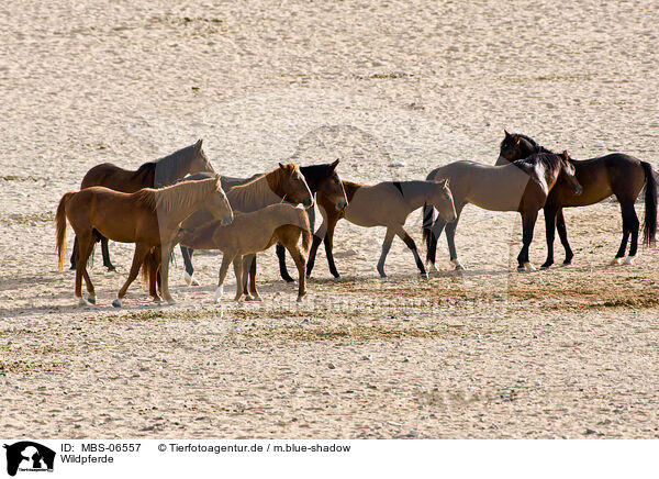 Wildpferde / MBS-06557