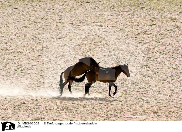 Wildpferde / wild horses / MBS-06565