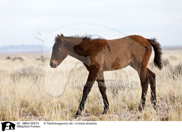 Wildpferd Fohlen / MBS-06574