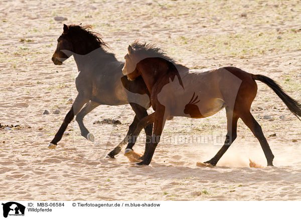 Wildpferde / MBS-06584