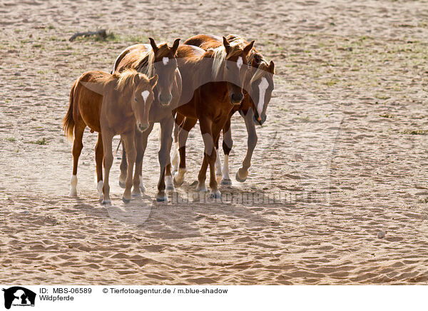 Wildpferde / MBS-06589