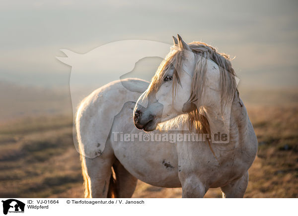 Wildpferd / Wild Horse / VJ-01664