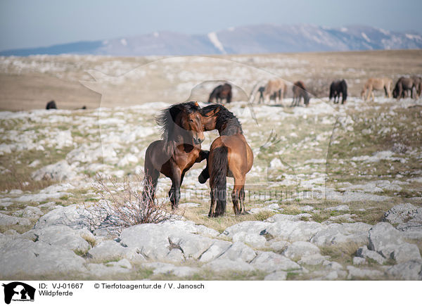 Wildpferde / Wild Horses / VJ-01667