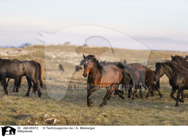 Wildpferde / wild horses / AM-06972