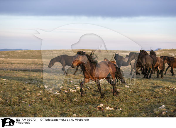Wildpferde / wild horses / AM-06973