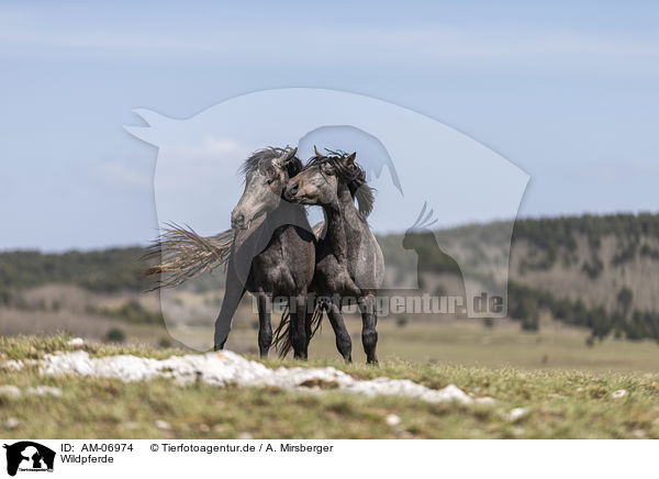 Wildpferde / wild horses / AM-06974