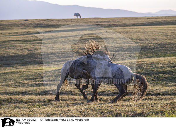 Wildpferde / wild horses / AM-06982