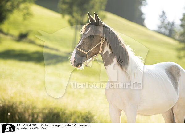 spanisches Wildpferd / spanish wild horse / VJ-04761