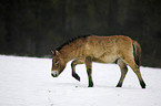 Wildpferd im Schnee