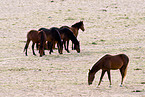 Wildpferde