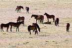 Wildpferde