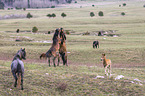 Wildpferde