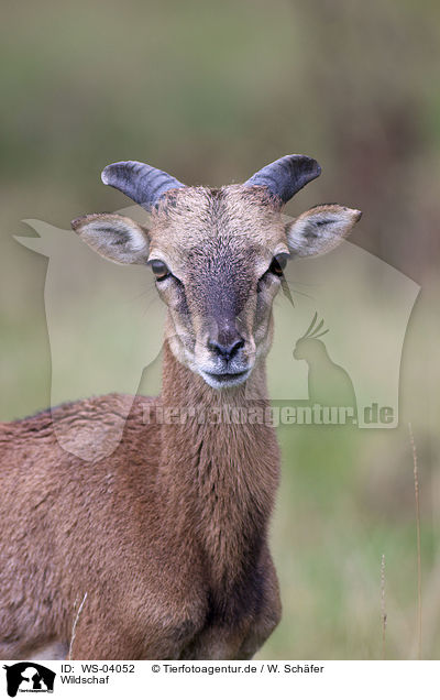 Wildschaf / argali / WS-04052