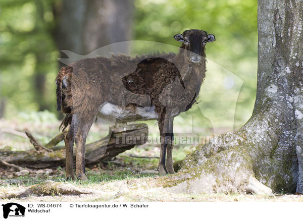 Wildschaf / WS-04674