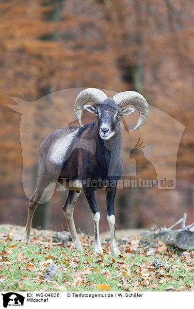 Wildschaf / wild sheep / WS-04836