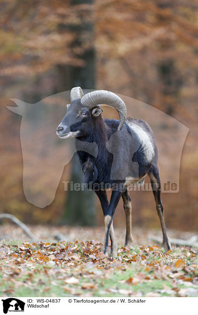 Wildschaf / wild sheep / WS-04837