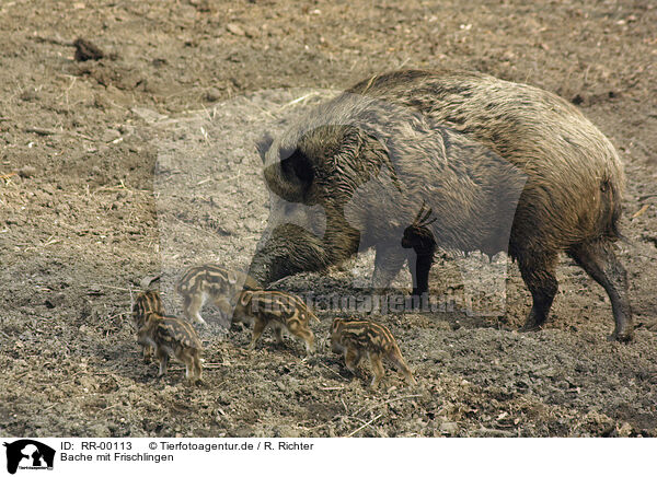 Bache mit Frischlingen / wild boar family / RR-00113