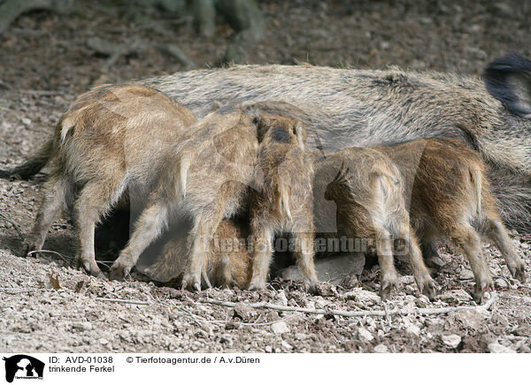 trinkende Ferkel / drinking piglets / AVD-01038