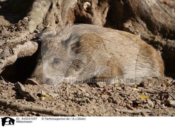 Wildschwein / wild boar / AVD-01057