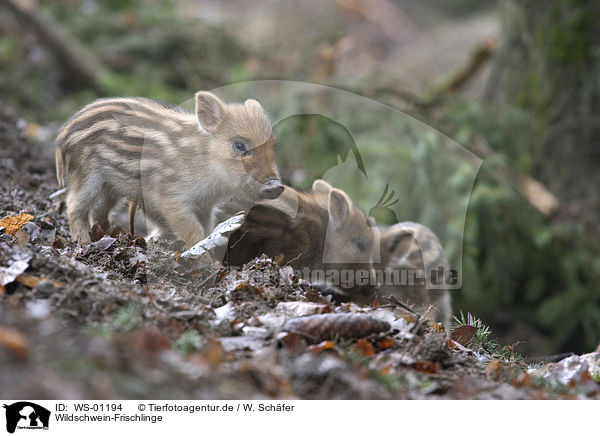 Wildschwein-Frischlinge / shotes / WS-01194