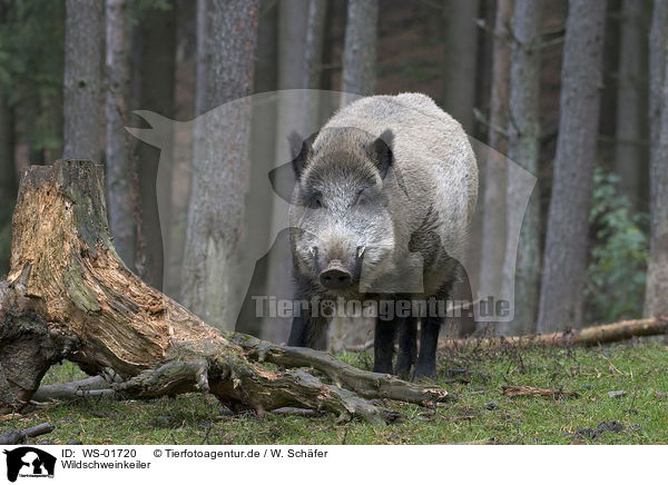 Wildschweinkeiler / wild pig / WS-01720