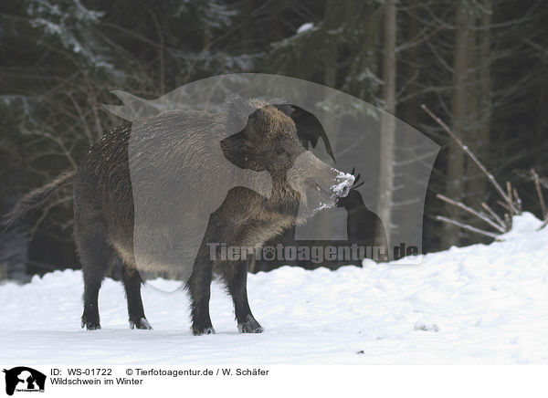 Wildschwein im Winter / wild pig / WS-01722