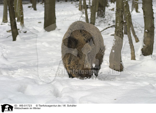 Wildschwein im Winter / wild pig / WS-01723