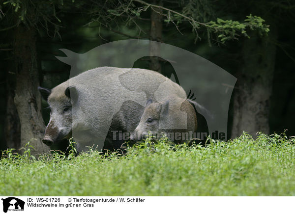 Wildschweine im grnen Gras / WS-01726