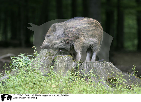 Wildschwein Frischling / WS-01744