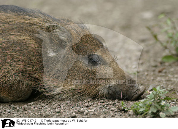 Wildschwein Frischling beim Ausruhen / wild pig / WS-01746