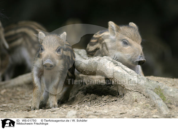 Wildschwein Frischlinge / wild pig / WS-01750