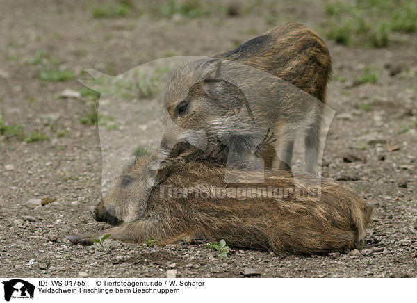 Wildschwein Frischlinge beim Beschnuppern / WS-01755